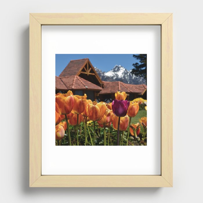 Argentina Photography - Field Of Orange Flowers In Front Of A House Recessed Framed Print