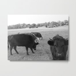 grazing in the grasses Metal Print | Photo, Animal, Black and White 