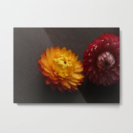 Vibrant Decorative Everlasting Strawflowers Metal Print | Digital, Floral, Flower, Flora, Pattern, Photo, Nature, Strawflower, Color, Daisies 