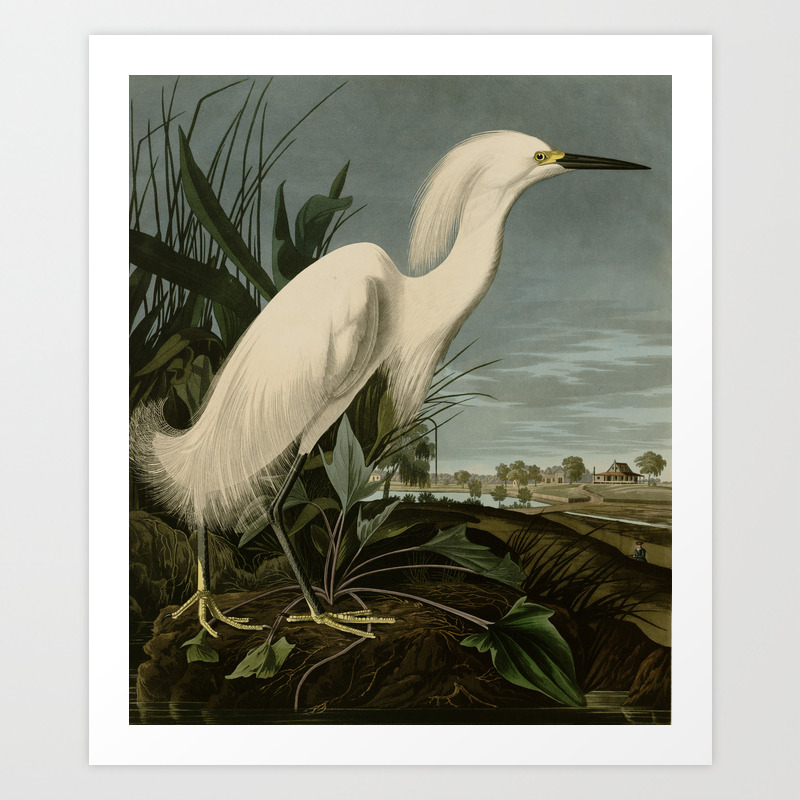 Vtg 1980's Audubon Art Print Color Litho LARGE WATER MARSH BIRDS LONG LEGGED