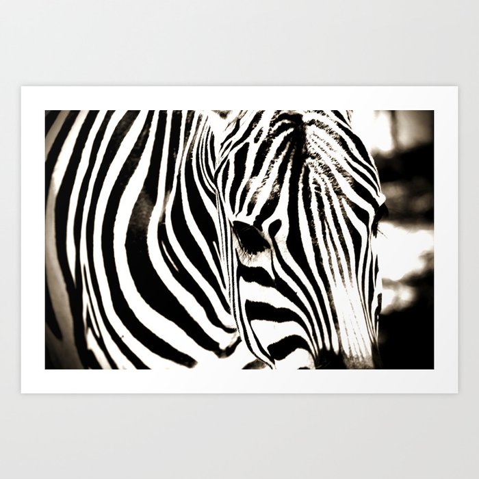 Zebra-Black and White Art Print