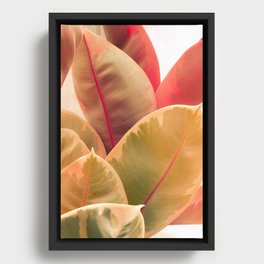 Beautiful Leaves II - botanical rubber plant leaf photograph Framed Canvas