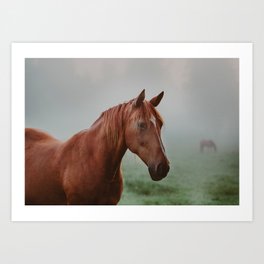 Horse on the meadow in the fog Art Print