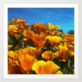 Honey-Yellow And Orange Poppy Flowers In The Field Art Print