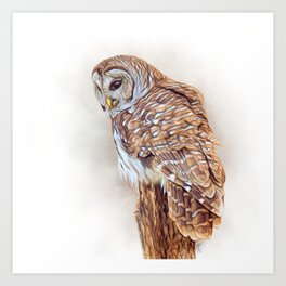 Barred Owl On A Stump Art Print