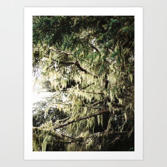 Moss in Trinidad Art Print