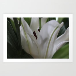 White lily  Art Print