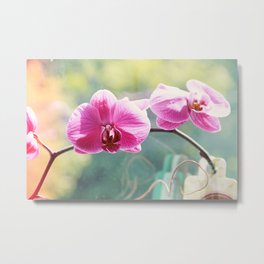 Orchid Metal Print
