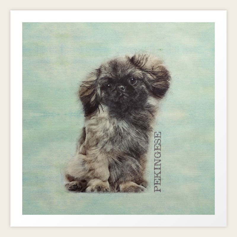 pekingese fluffy