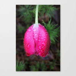 Raindrops on a tulip Canvas Print