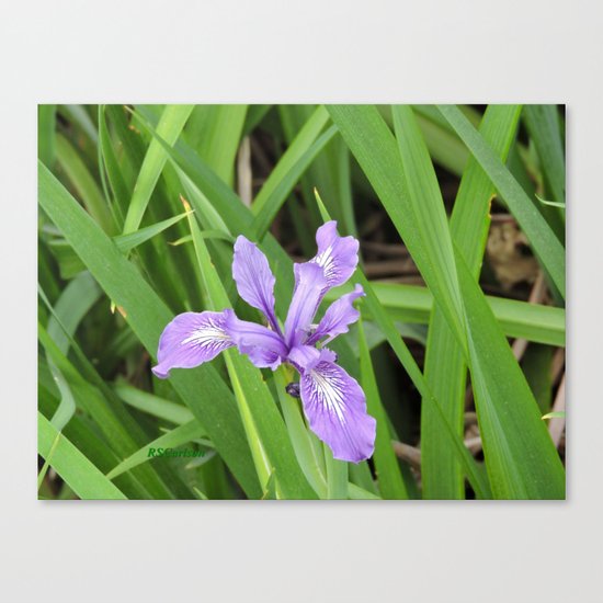 Pale Iris Canvas Print