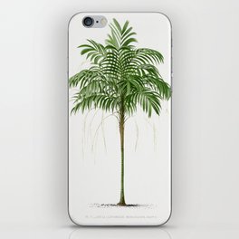 Vintage Botanical Print - Monostachia palm tree  iPhone Skin