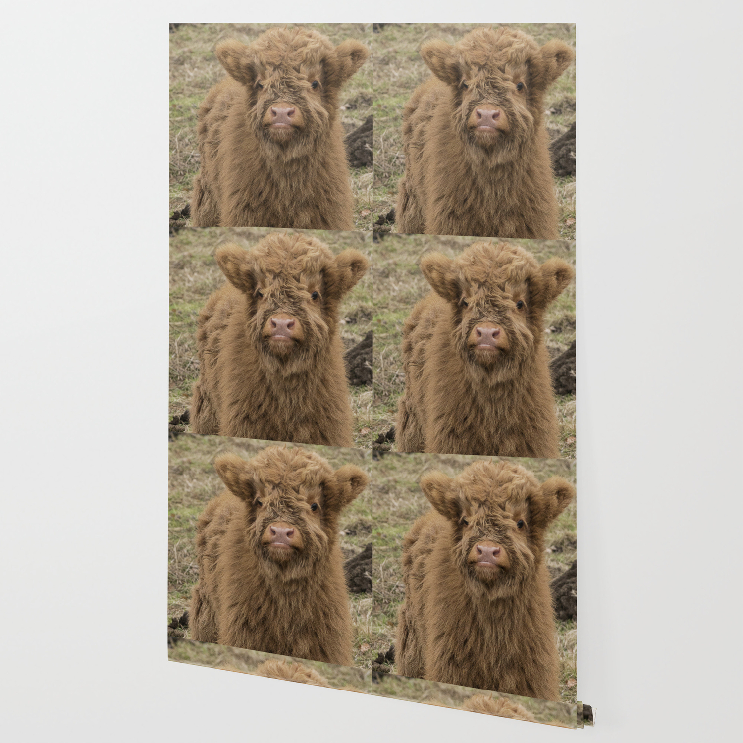 Scottish Highland Baby Cow Wallpaper By Halztalz Society6