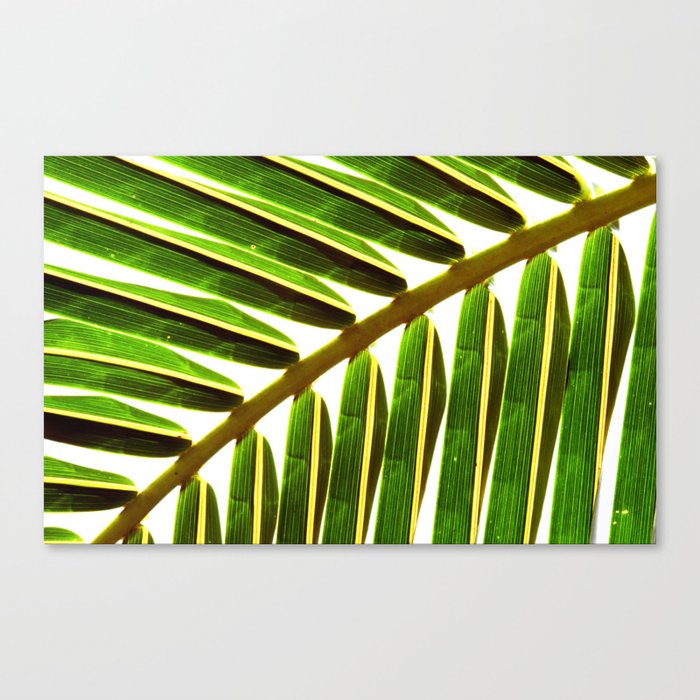 Palm fronds #2 Canvas Print