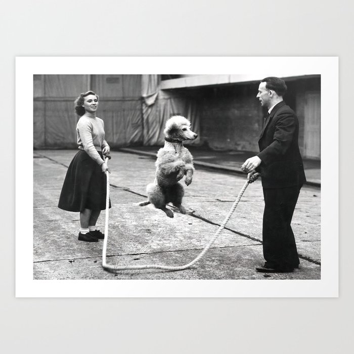 Vintage poodle best sale