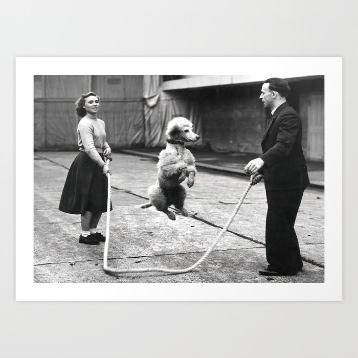 Poodle Jumping Rope, Black and White, Vintage Art Art Print