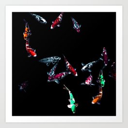 Nishikigoi Koi Coloration Fishes  Art Print