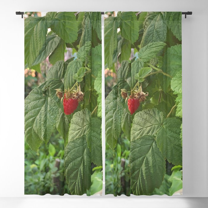 A Little Red Raspberry Blackout Curtain