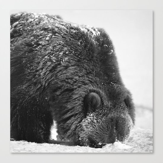 Alaskan Grizzly Bear in Snow, B & W - 2 Canvas Print