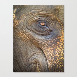 Close-up Elephant eye Canvas Print