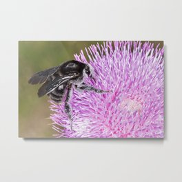 Bumblebee on Thistle Flower 02 Metal Print | Animal, Photo, Nature 
