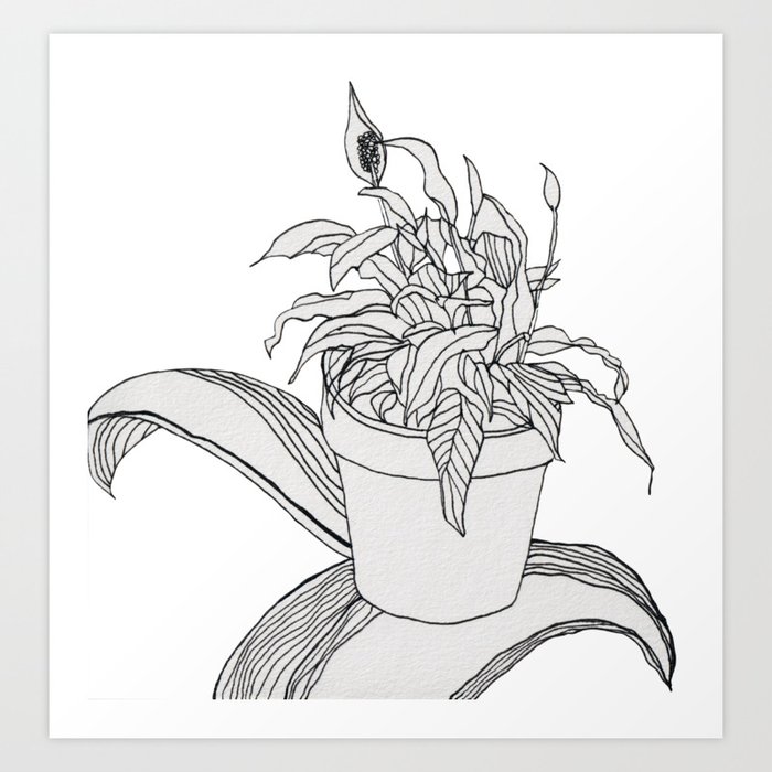 Drawing Peace Lily Art Print By Mimi Huang | Society6
