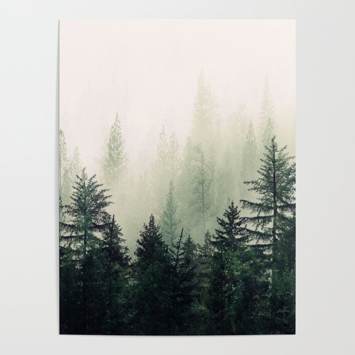 Foggy Pine Trees