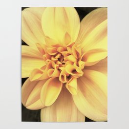 Exotic Yellow Flower Poster