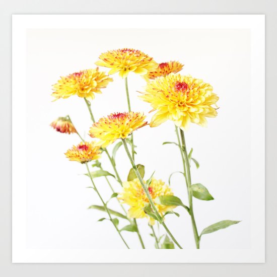 Chrysanthemums for mum Art Print