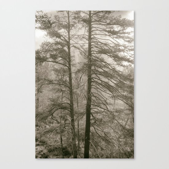 "Forest arms". Into the woods Canvas Print