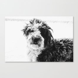 black and white photo of sheepadoodle Canvas Print