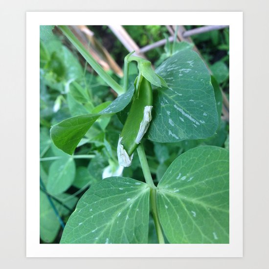 Garden Series - Baby Pea On Vine Art Print