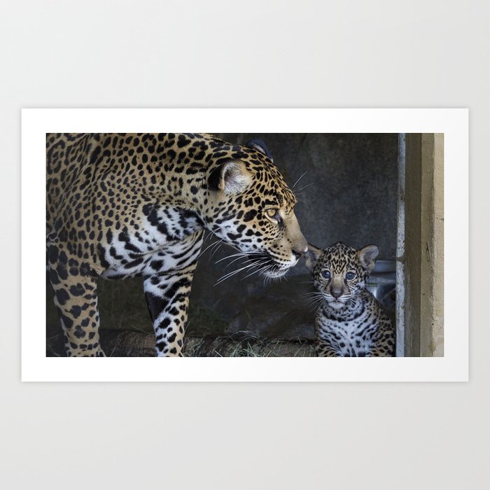 jaguar cub mother caring Art Print