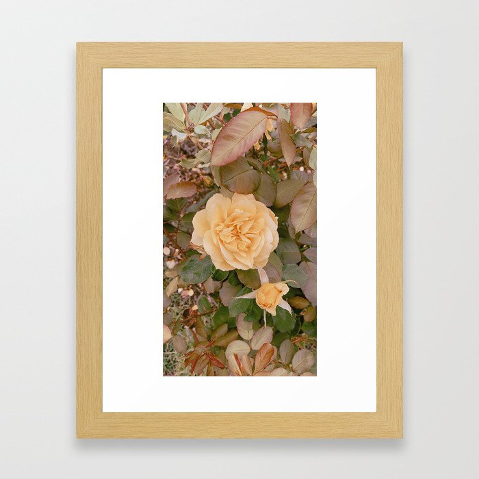 A rose Framed Art Print