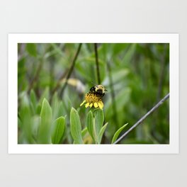 Fluffy Bee Art Print
