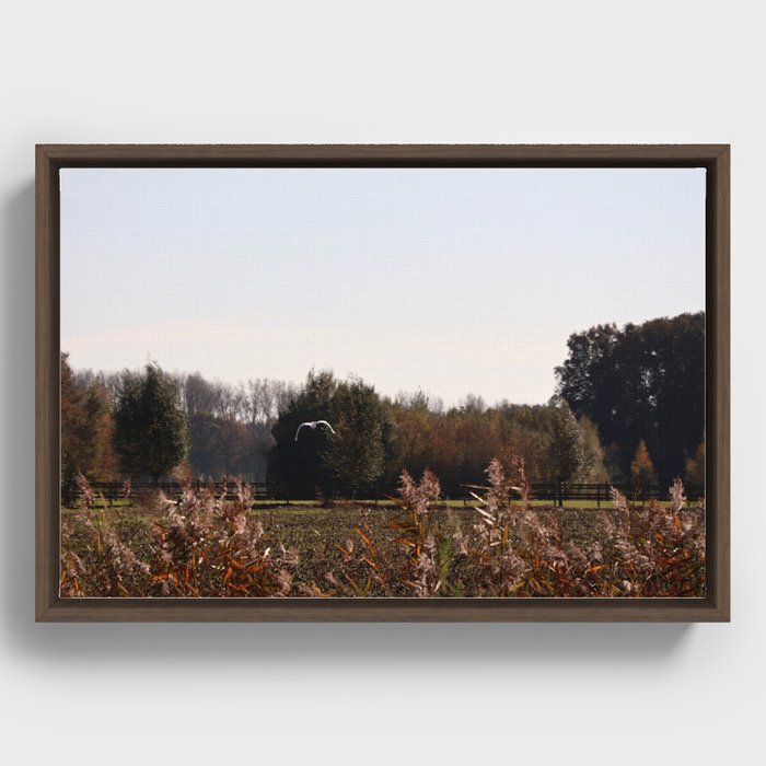 autumn in holland Framed Canvas