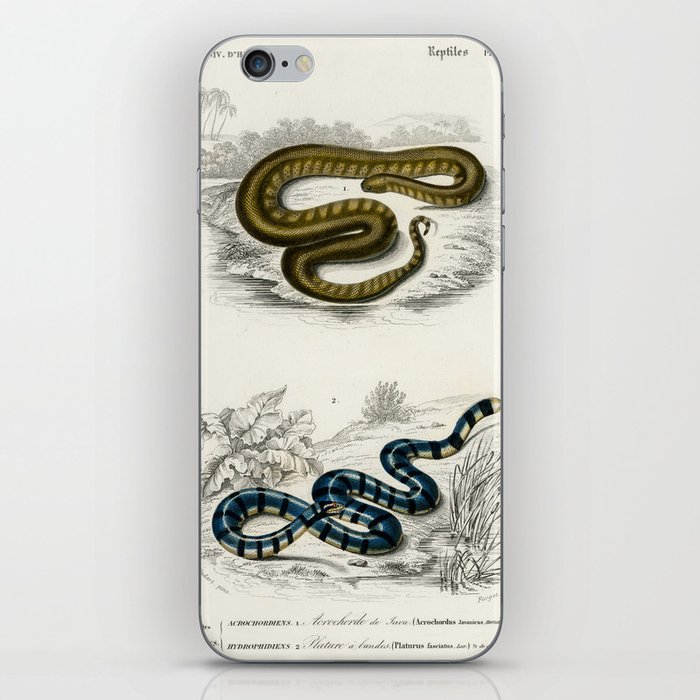 Elephant Trunk Snake & Columbrine Sea Krait iPhone Skin