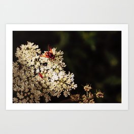 bee flower sun nature photography Art Print