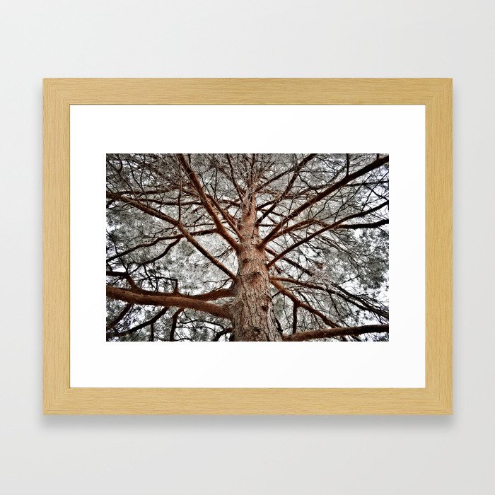 Looking up to you... Framed Art Print