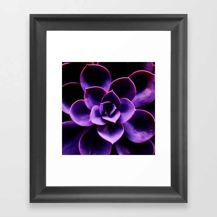Ultraviolet Succulent Plant #decor #society6 #buyart Framed Art Print