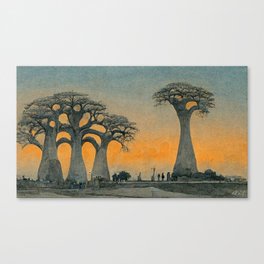 Baobabs I Canvas Print