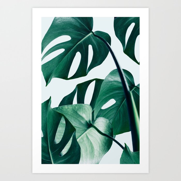 Monstera Tropical Photography Digital Art, Minimal Nature Jungle Botanical Leaves Art Print