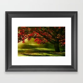 Red maple tree sunrise color landscape nature photograph / photography Framed Art Print