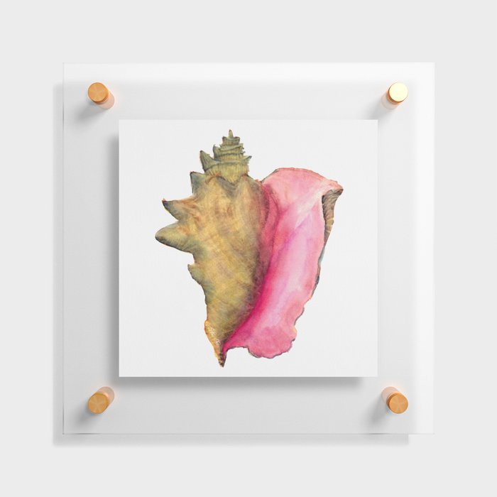 Conch Shell Floating Acrylic Print