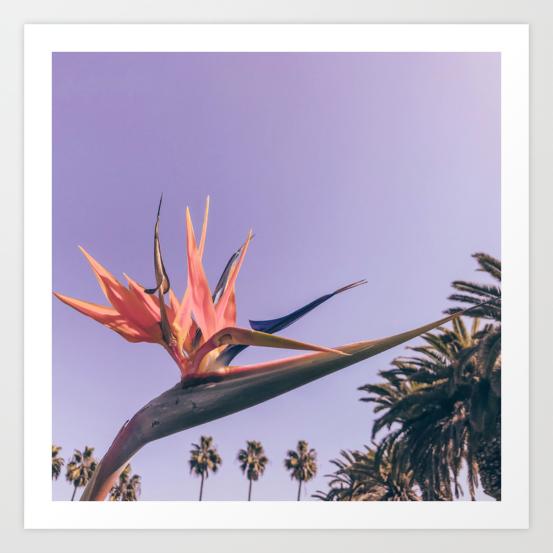 Birds Of Paradise Print Palm Trees Ocean Summer Beach Magenta Photography Art Art Print