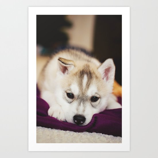 husky puppy. Art Print