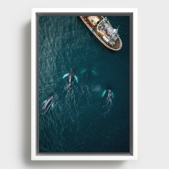 School of humpback whales from above Framed Canvas