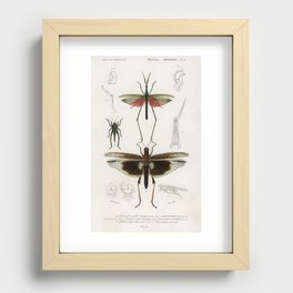Different types of bugs illustrated by Charles Dessalines D' Orbigny  Recessed Framed Print