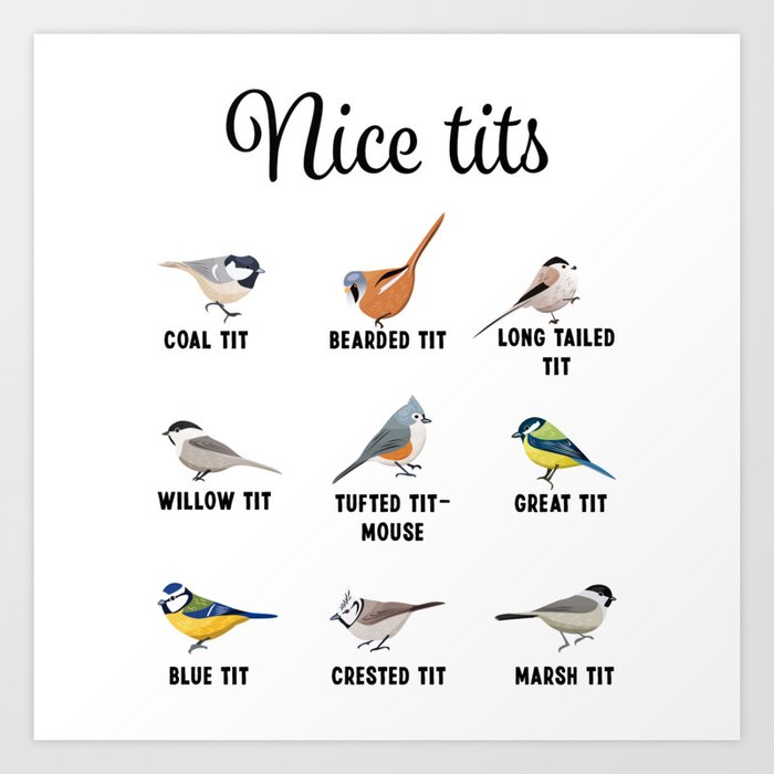All Tits Are Great Tits