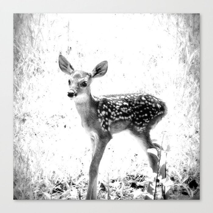 The Sweetest fawn Black & White Canvas Print